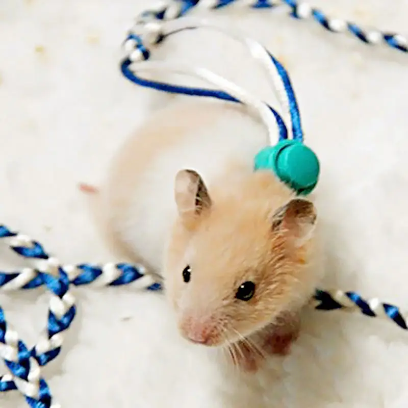 Animal Leash Rope For Hamster Mouse Squirrel Sugar Glider Harness