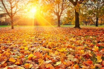 

LIFE MAGIC BOX Fall Photography Background Fallen Leaves Spring Backdrop