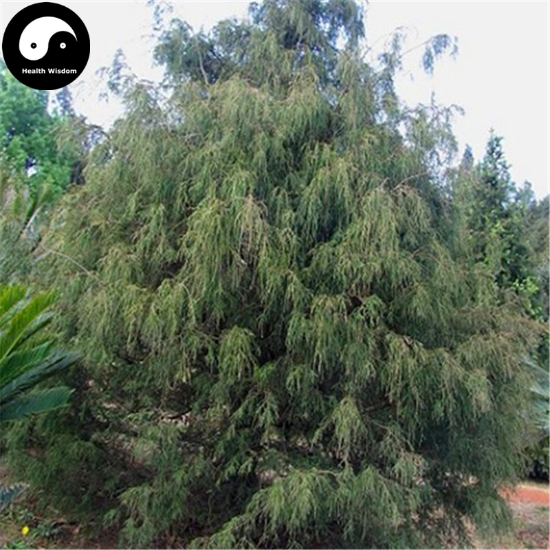 Купить линию кипарис Semente 60 шт. завод Chamaecyparis Pisifera Filifera