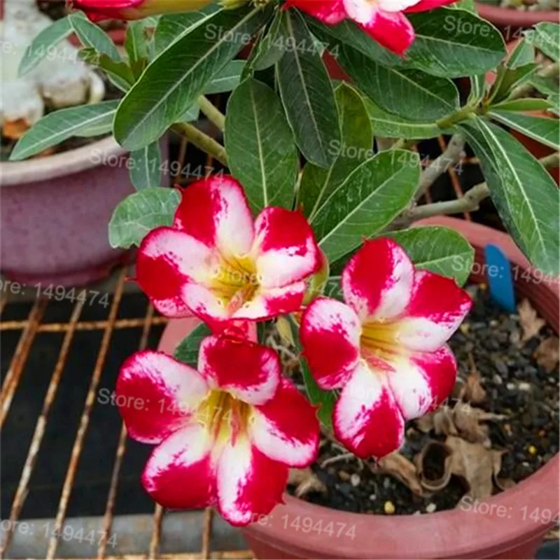 Genuine Desert Rose Plantas rare Adenium Obesum flower Plants 4 pcs Flower Bonsai floresling Air Purification for Home Garden Genuine Desert Rose Plantas rare Adenium Obesum flower Plants 4 pcs Flower Bonsai floresling Air Purification for Home Garden