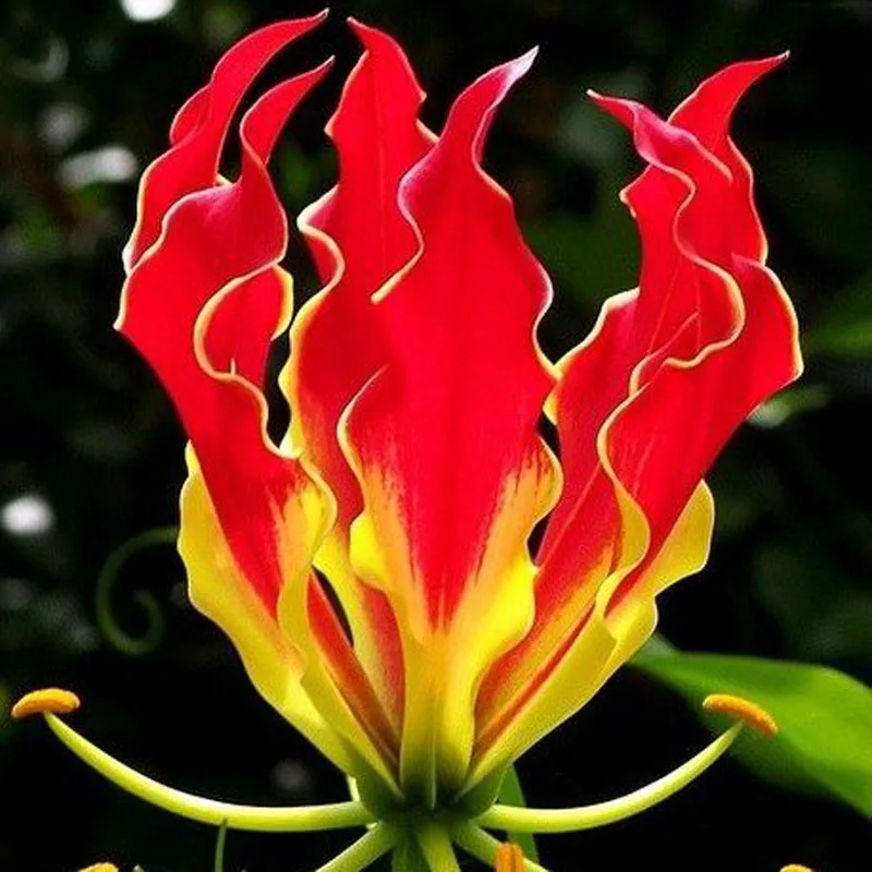 Online Buy Wholesale flame lily from China flame lily Wholesalers