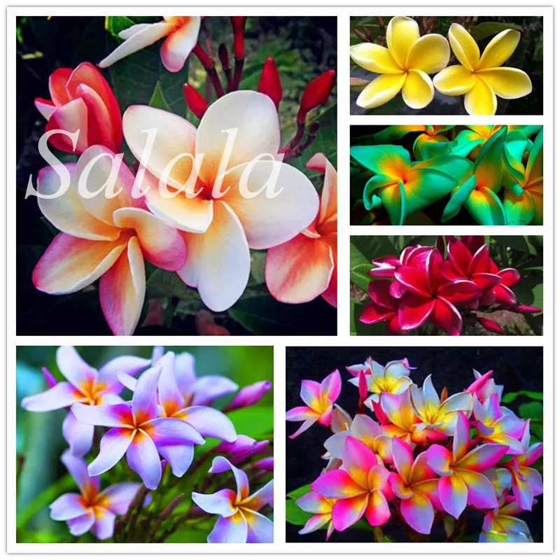 

100 Pcs Plumeria ( Frangipani, Hawaiian Lei Flower ) Bonsai, Rare Exotic Flower Plants Egg Flower potted Plants for Home Garden