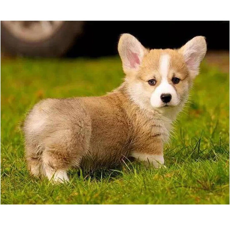 

5d diy diamond painting Pembroke Welsh Corgi Dog,diamond Embroidery,diamond mosaic,diamond painting cross stitch JS4097
