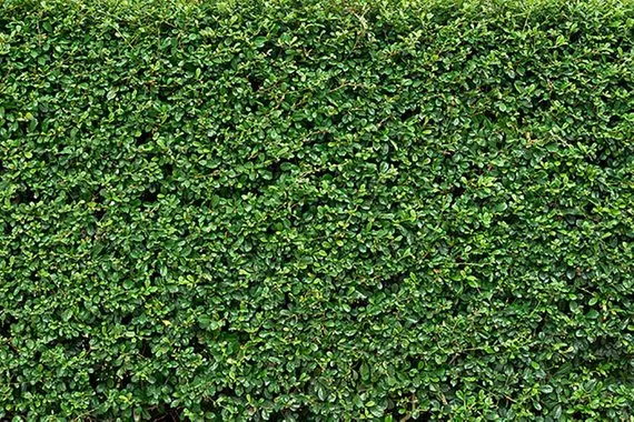 3d緑の草の壁の背景写真のパーティーブライダルシャワープリクラ写真背景7x5ft Background Aliexpress