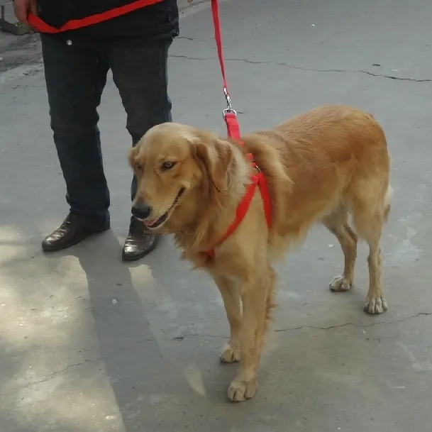 labrador dog body belt