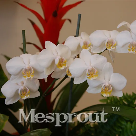 

New Sementes 100pcs Phalaenopsis Bonsai Rare Heirloom Perennial Flower Bonsai 11 Colours To Choose. Plant For Home Garden