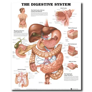 

Human Anatomy Digestive System Wall Art Canvas Posters Prints Painting Body Map Pictures For Medical Education Home Decor Giclee