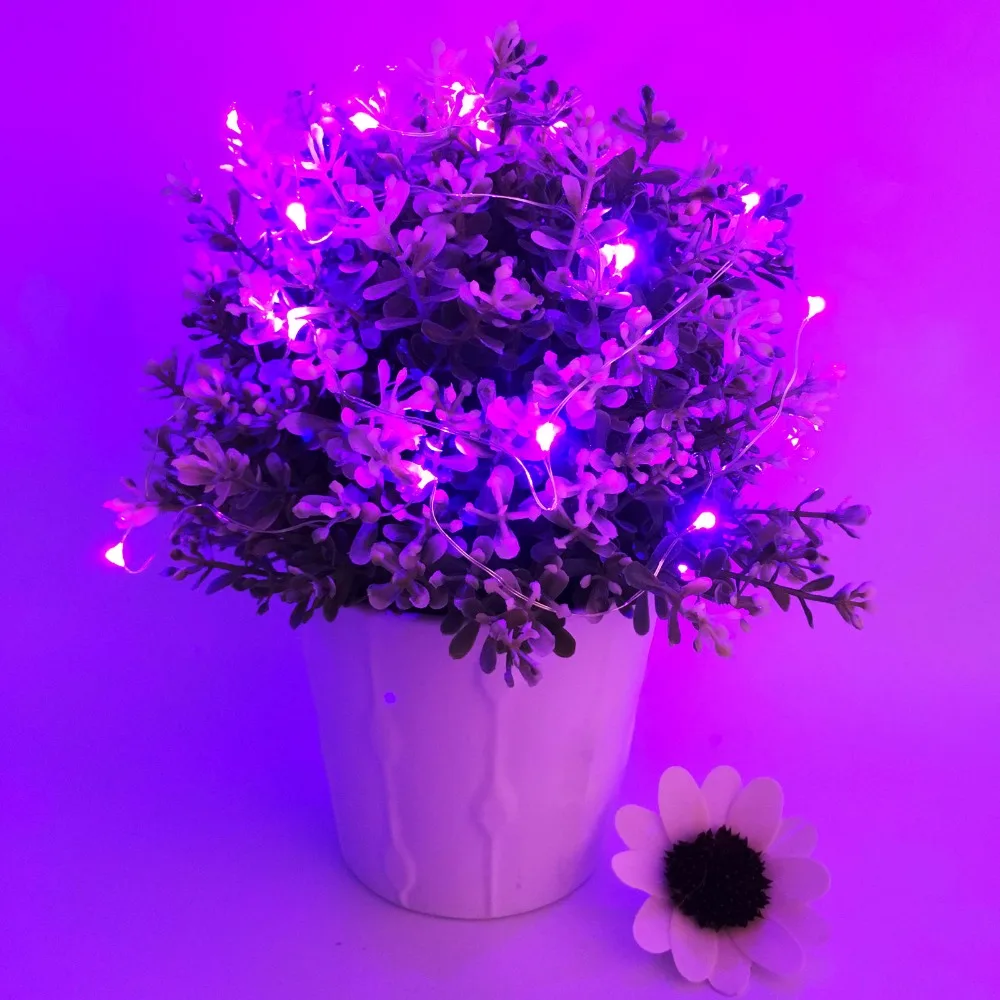 purple-h
