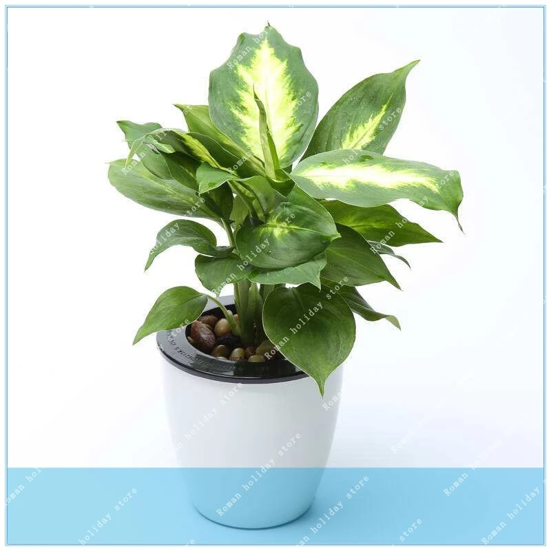 

ZLKING 20Pcs Dieffenbachia Rare Ornamental Bonsai Dieffenbachia Bonsai Tree Office Purify the Air Absorb Harmful Gases