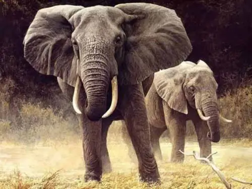 

HIGH QUALITY OIL PAINTING ON CANVAS : ELEPHANT
