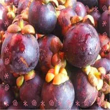 Thailand Super fruit Mangosteen extract powder with 40%Alpha Mangostin for making beverage 500g