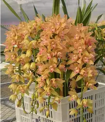 20 шт 5 видов с китайским цимбидиумом бонсай сад цветок бонсай Орхидея Semente декоративные цветы Редкие