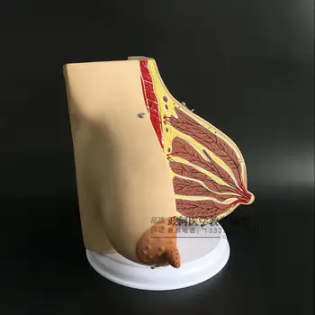 

Female Lactation Breast Anatomy Model Educational Model