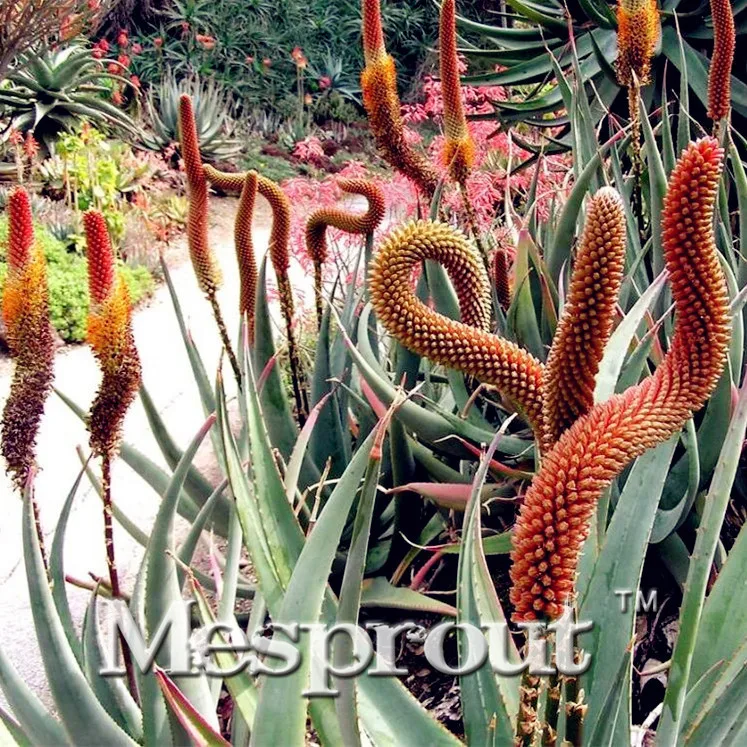 

100pcs High Quality Bonsai Aloe vera Bonsai edible beauty Edible cosmetic Bonsai plants for home & garden 49% Free shipping