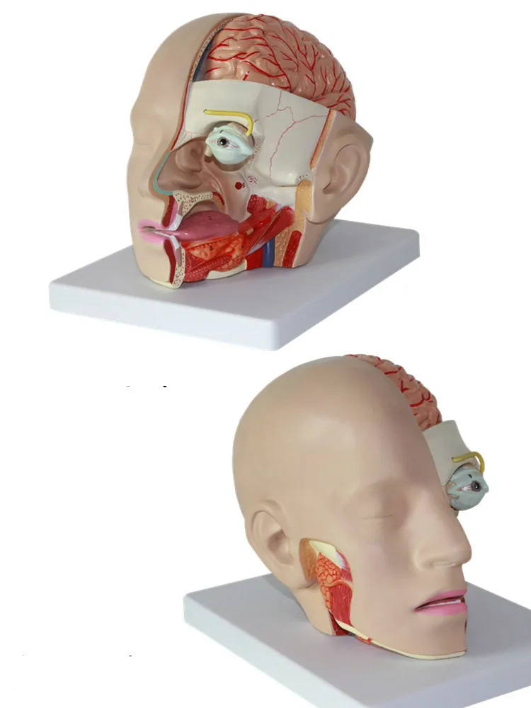 1:1 Размеры людей Череп 4 Запчасти съемный людей голова анатомическая модель мозга анатомии Спецодежда медицинская Скелет учебные принадлежности
