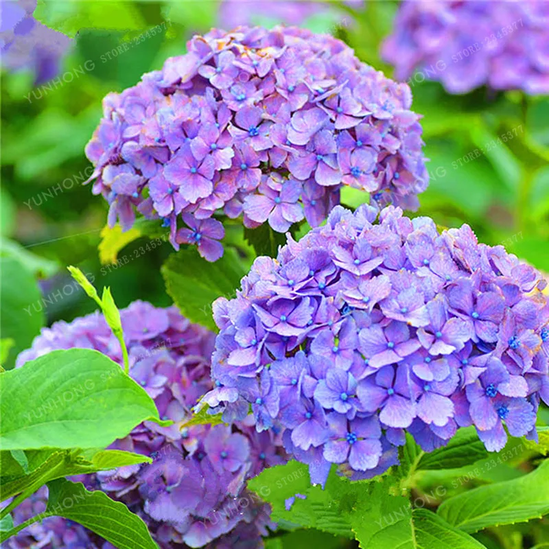 Purple Hydrangea Bonsai balcony Bonsai Fort Viburnum Hydrangea
