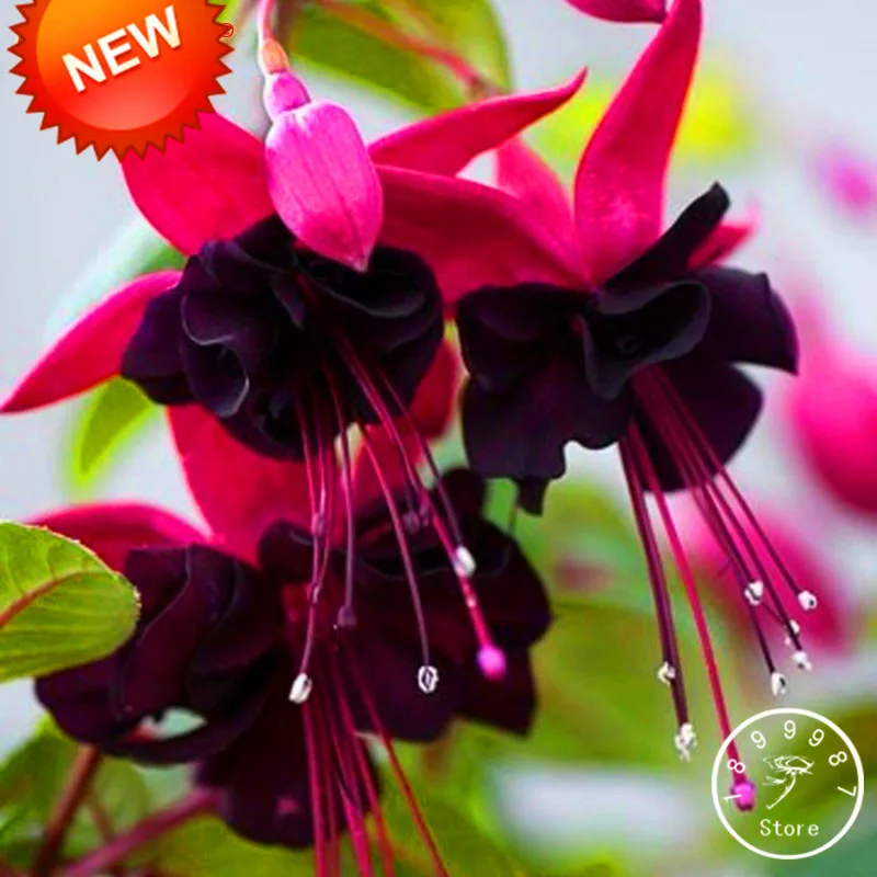 Большая промакция! разноцветный розовый двойные лепестки фуксия бонсай садовые цветы, растения висит фуксия цветы 50 шт./пакет,# RNSF