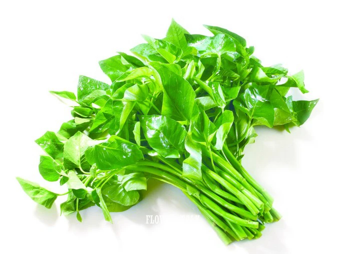 spinach vegetable Gallery  spinach vegetable Gallery