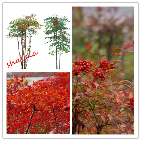 

Promotion 100cs Nandina Tree Semente Plant Nandina Domestica Interest Bonsai Outdoor Free Shipping (Nan Tian Zhu)