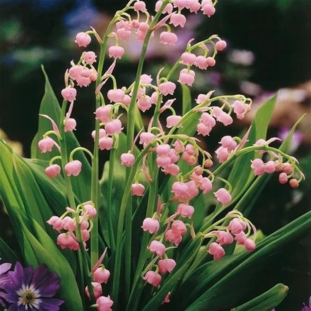 1 pcs Lily of the Valley Flower Bulb, Bell Orchid , 1bulb/pack