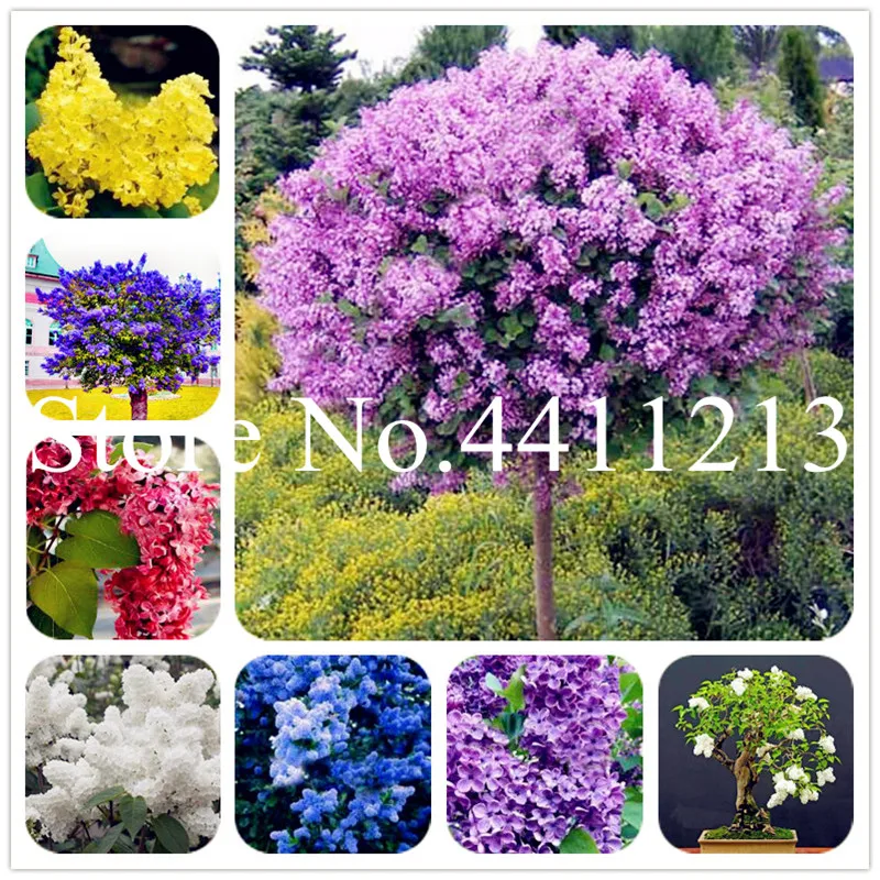 

100 Pcs Bonsai Lilac Flower Japanese Lilac (Extremely Fragrant) Lilac Flower Tree Plant, Perennial Garden Aromatic Potted Plant