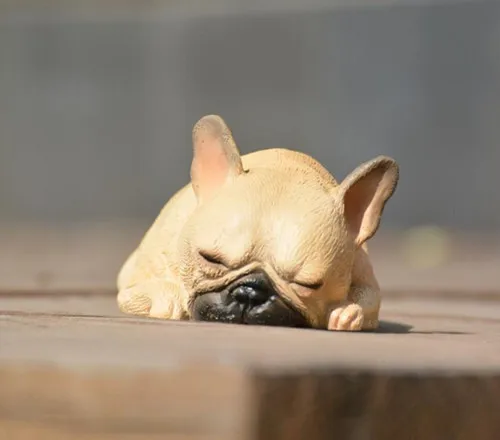 brown puppy.jpg