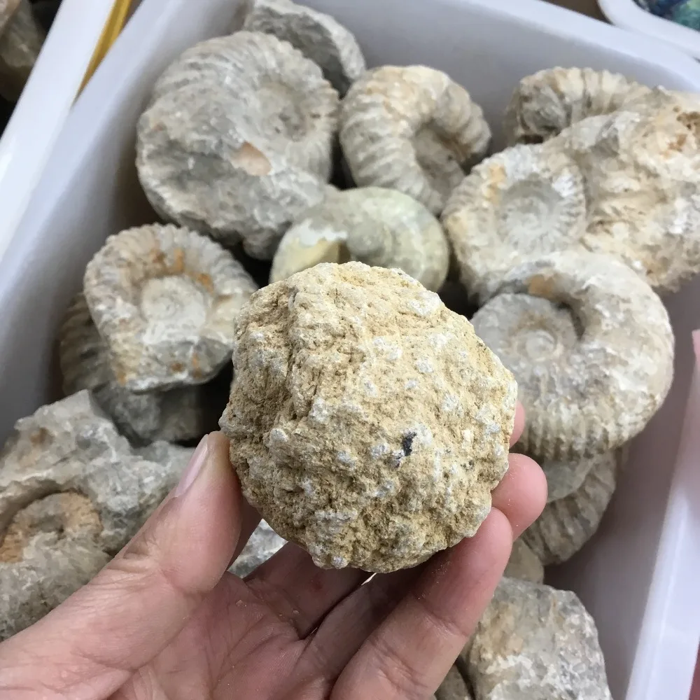 Натуральный Неоткрытый Агат геодный камень агат Кристалл Камень учебный образец