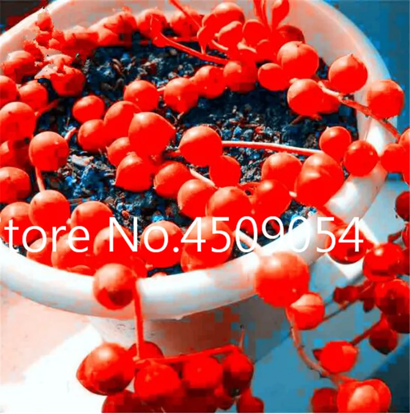 Bonsai 200 pcs Hanging Pearl Chlorophytum Seedsplant Indoor Air Purification Garden Succulent Potted Plant Family Anti-radiation
