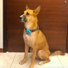 Diliberto водонепроницаемый IP67 3g gps трекер V40 для домашних животных кошка собака корова с бесплатным приложением без ошейника без коробки