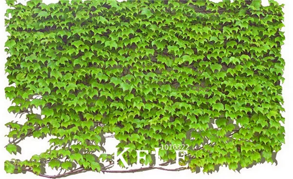 

Big Sale!100 pcs/Pack Green Boston Ivy Bonsai Ivy flores For DIY Home & Garden Outdoor Plants Plantas,#REQC3V