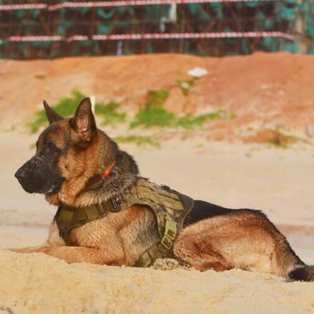 gsd dog vest