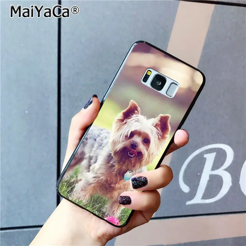 yorkshire terrier dog puppy
