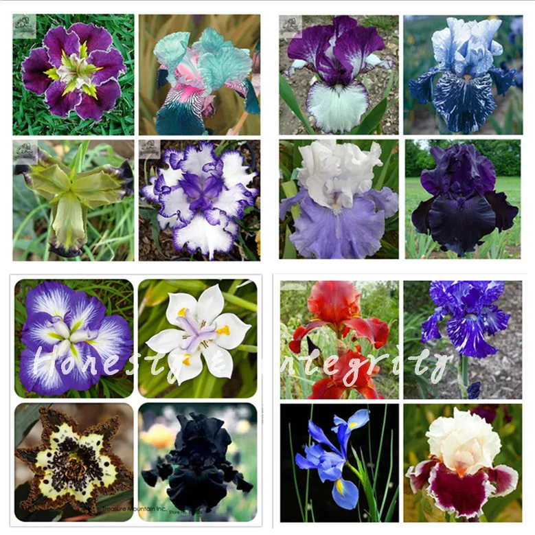 

100 Pcs Bonsai Iris Flower, Mul-Color Perennial Flower Rare Bearded Iris , Nature Plants Orchid Flower Diy For Garden Easy Grow