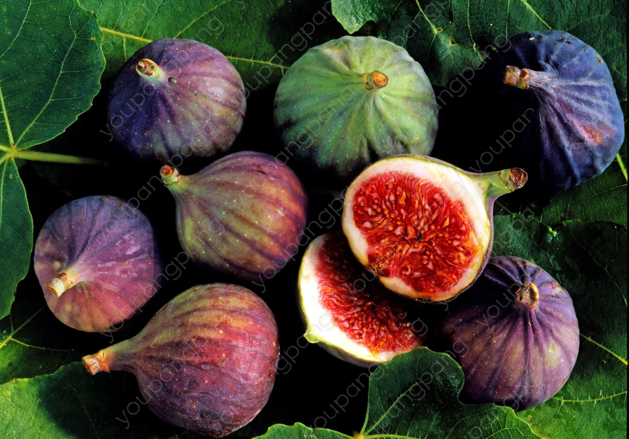 

Free Shipping 50Pcs Rare Tropical Fig Plant Mini Fig Tree Bonsai Plant Outdoor Rare Fruit for Home garden decoration