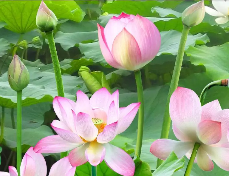 QQ20180418214526