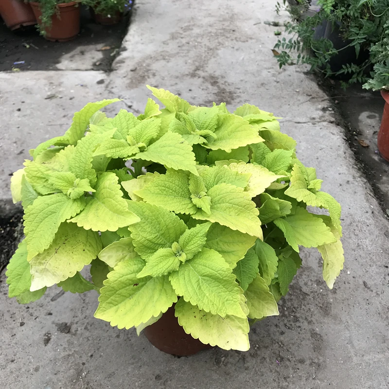 50 шт. свежий настоящий Plectranthus scutellarioides Лист S 1-25