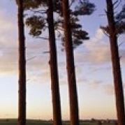 Low angle view of pine trees  Iowa County  Wisconsin  USA Poster Print (18 x 6)