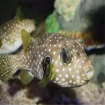 

30Pcs A Set Arothron nigropunctatus