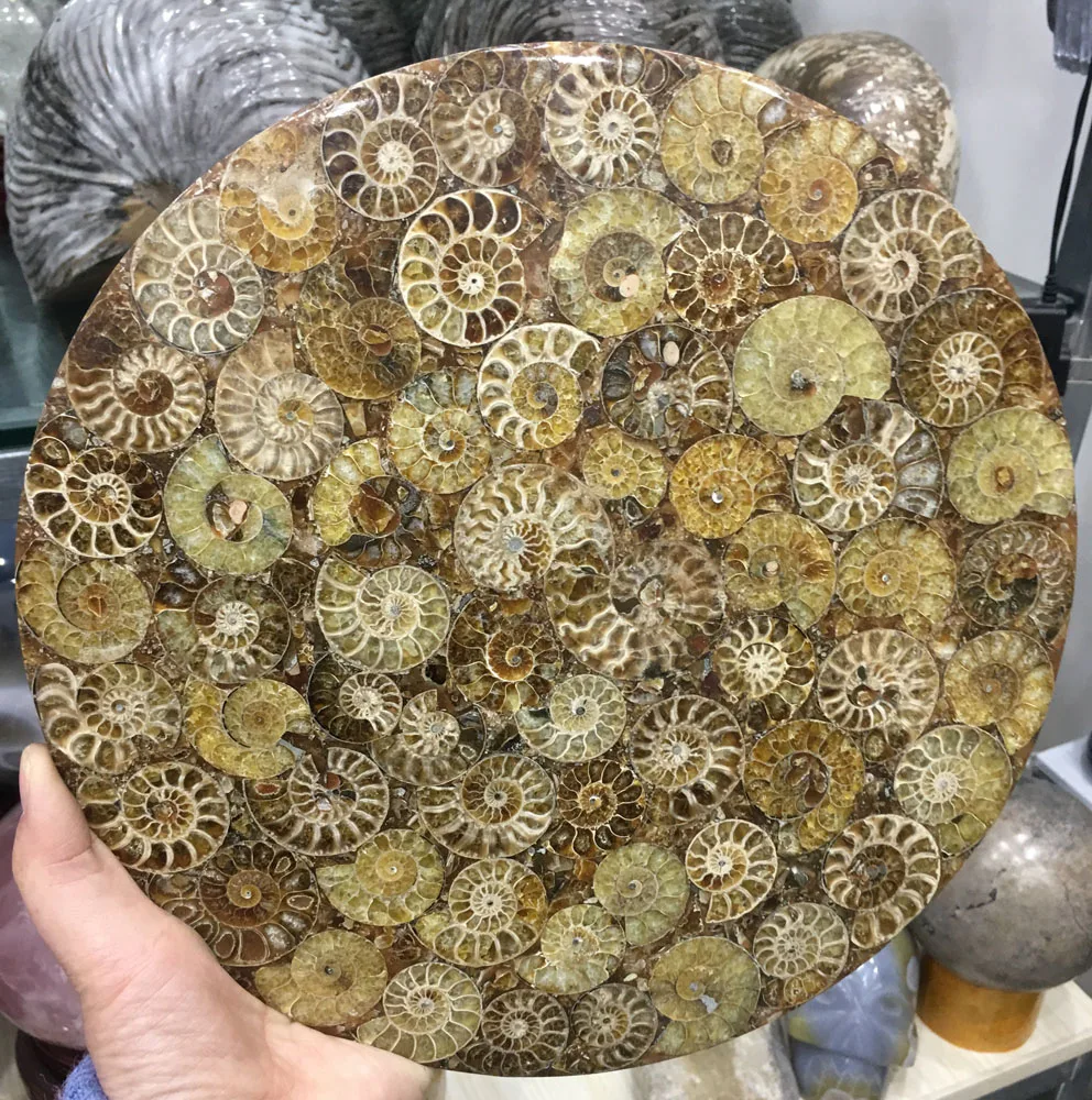

1pcs 920g+ Ammonite Fossil Slice Plate Natura Shell a compassl MADAGASCAR FOSSIL SPECIMEN HEALING