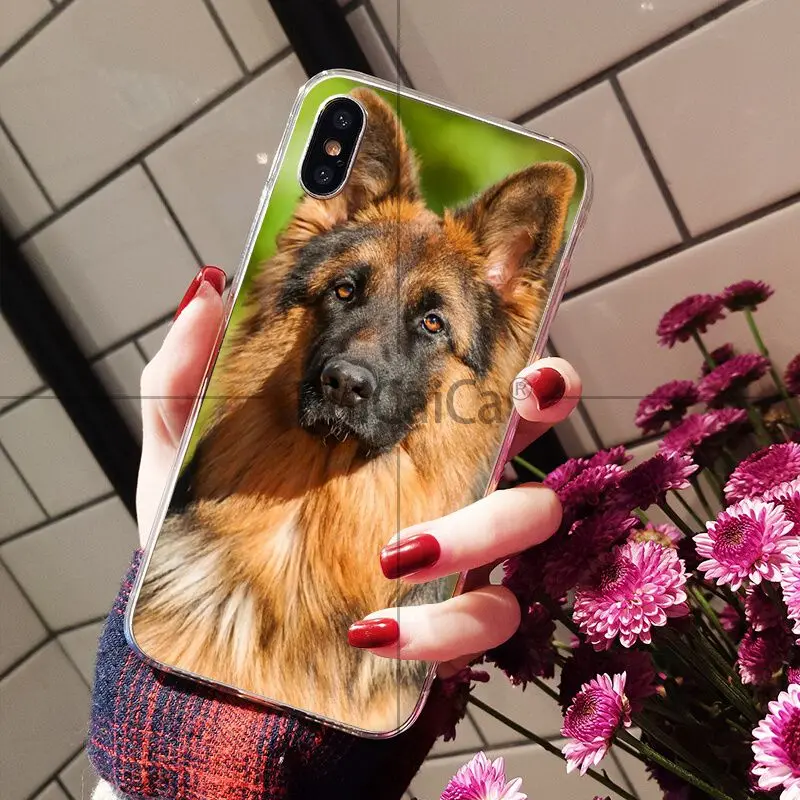 german shepherd dog