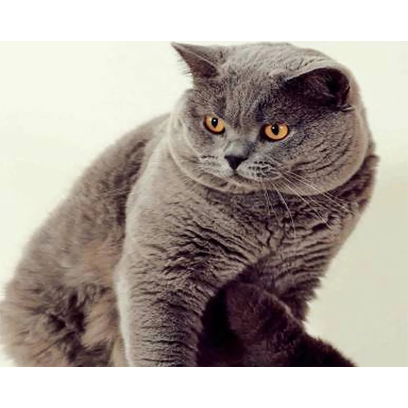 

Diamond Embroidery Animals 5D Diy Diamond Painting Gray Kitten Picture Of Rhinestones Pictures By Numbers Beaded Embroidery