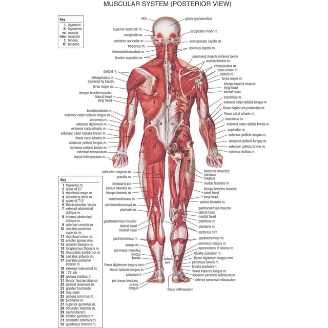 j0866 human body structure anatomy chart pop 14x21 24x36 inches silk anatomy chart