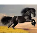 balck horses Store