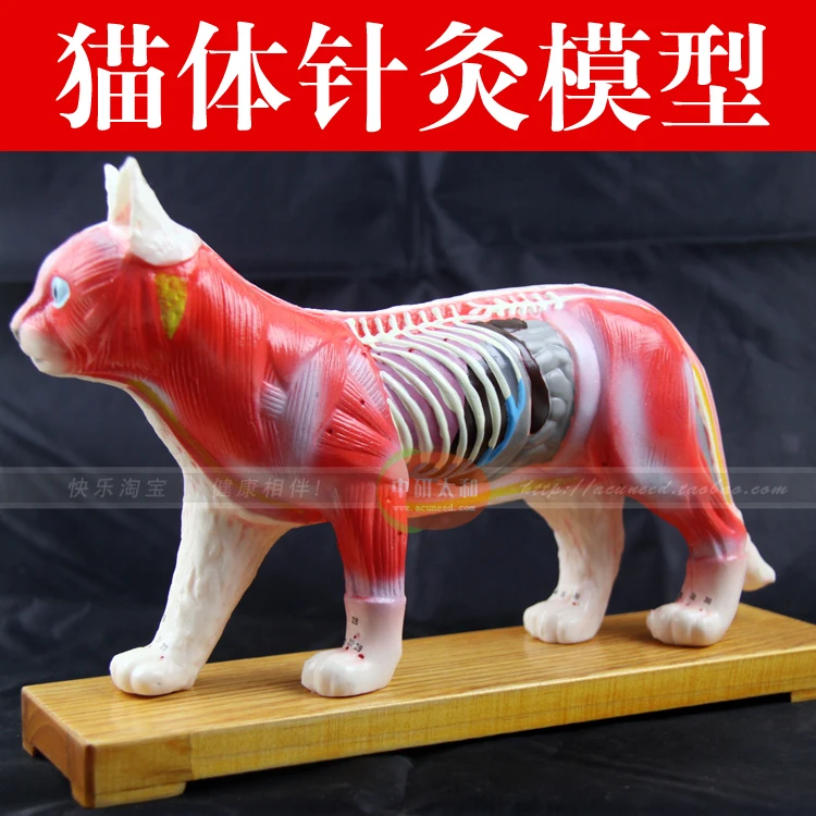 acupuncture point model animal model cat Anatomy Models cat anatomy model-in Massage & Relaxation from Beauty & Health on Aliexpress.com | Alibaba ... acupuncture point model animal model cat Anatomy Models cat anatomy model-in Massage & Relaxation from Beauty & Health on Aliexpress.com | Alibaba ...