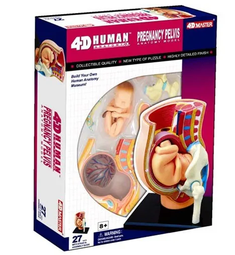 ECRODA человек беременность Собранный медицинского использования образовательные головоломки игрушки модель человека