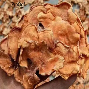 

300Gram A Set Gloeostereum incarnatum
