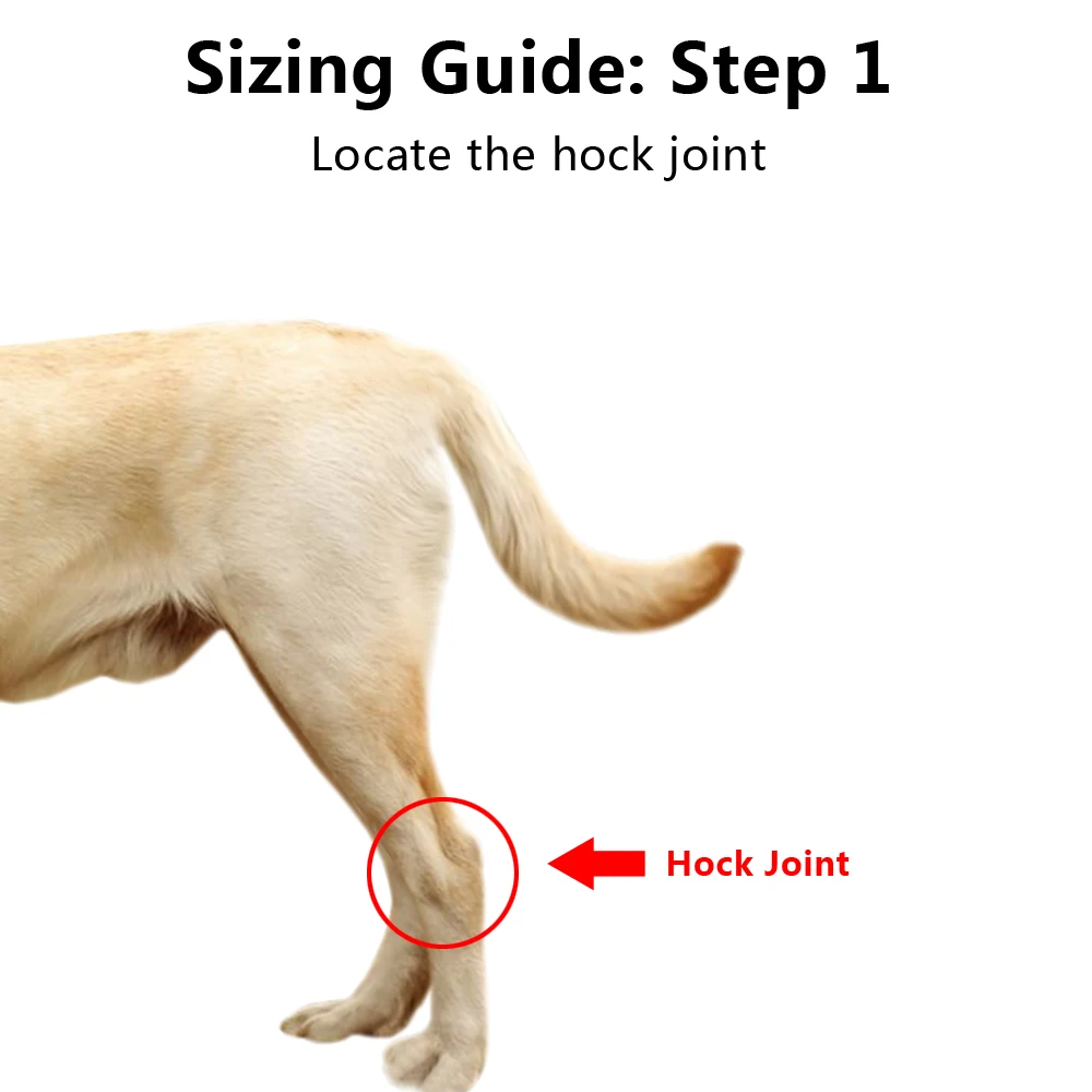 What Is A Slipped Hock In Dogs