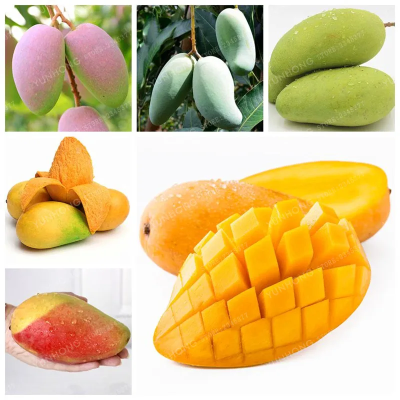 как выглядит манго снаружи. манго зрелость плода. спелый плод манго. желтое манго сорт. манго спелое.