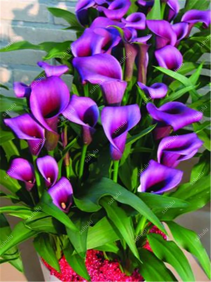 Big 200 Pcs Dwarf Calla Bonsai Lily Flower Plants Not Bulbs Natural
