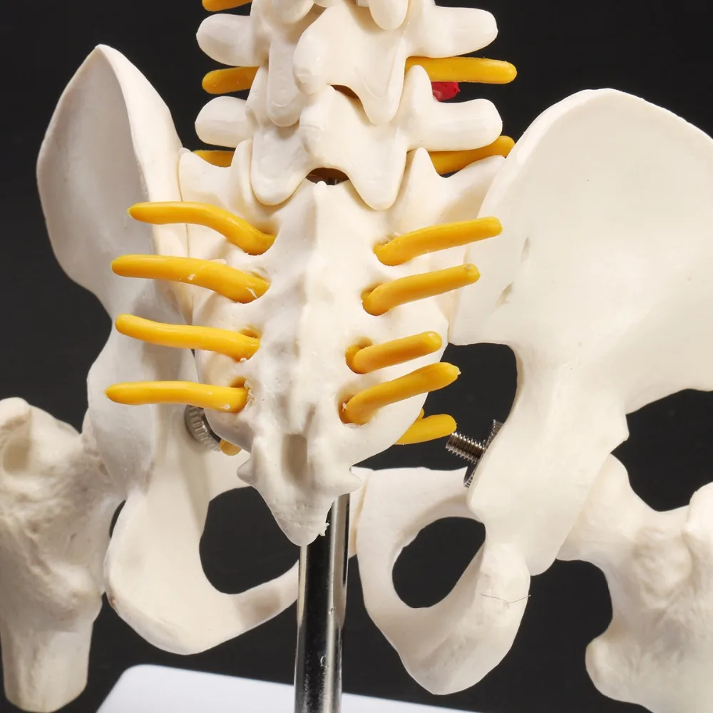 45 см Гибкий 1:1 взрослый Поясничный изгиб позвоночника модель человека скелет модель с спинного диска таза модель используется для массажа, йоги и т. Д